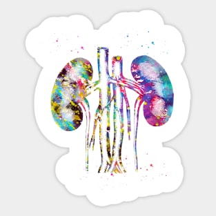 Kidneys anatomy Sticker